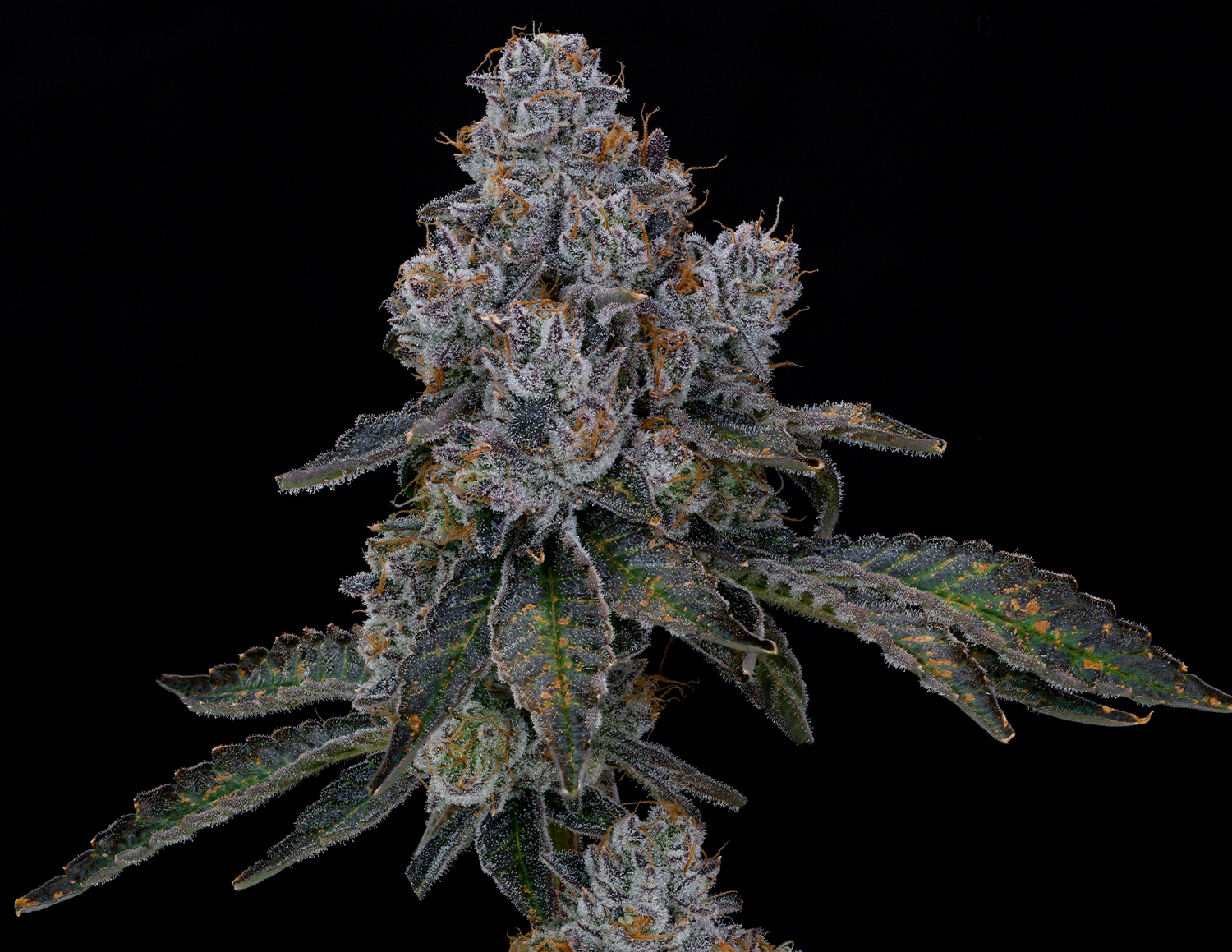 Dulce Strain