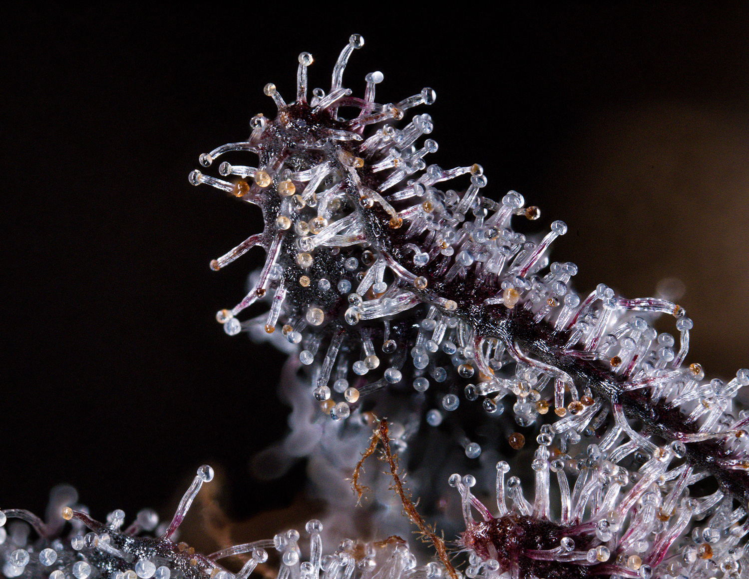 Trichome Zero G Macro Photo